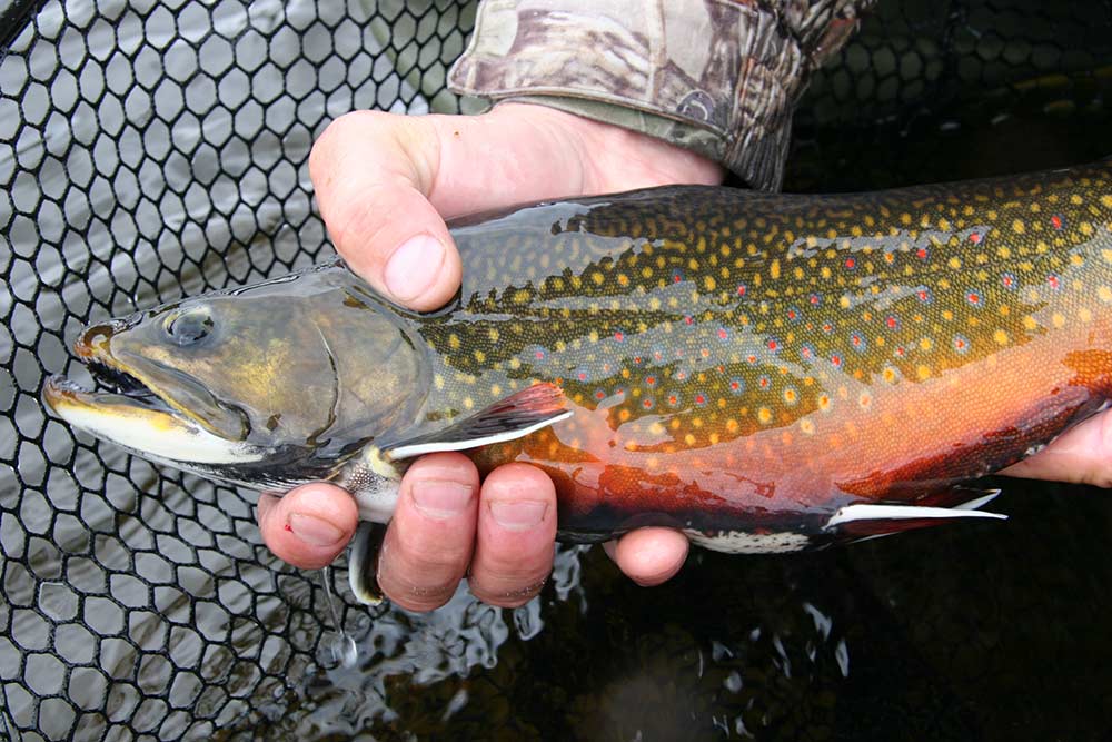 Pure Painted Perfection - Brook Trout - Algoma Country